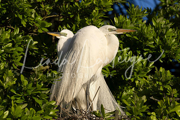 Great egret pair