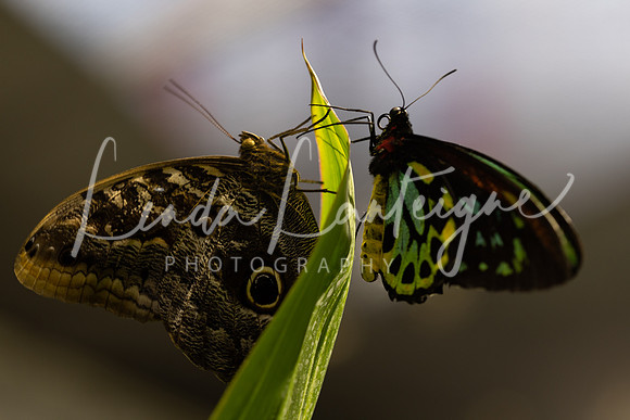 Dueling butterflies at Chicago Botanic Garden