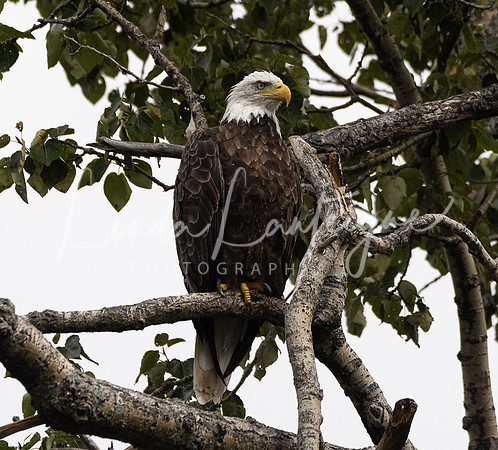 Eagle on the Matapedia River  in Quebec