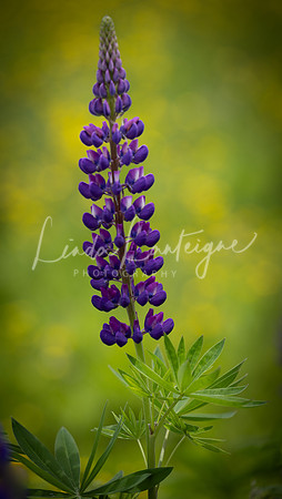lupine aglow in buttercups