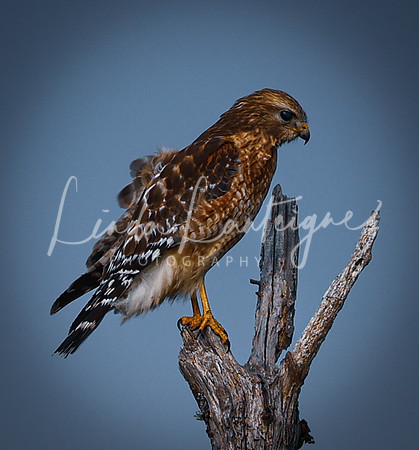 Red shouldered hawk, S.C.
