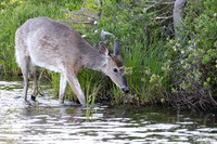 Getting a drink in Baxter State park