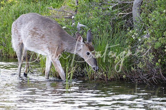 Getting a drink in Baxter State park