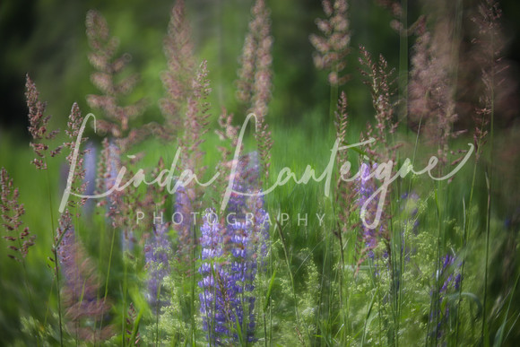 Sugar Hill, NH field accented with lupines
