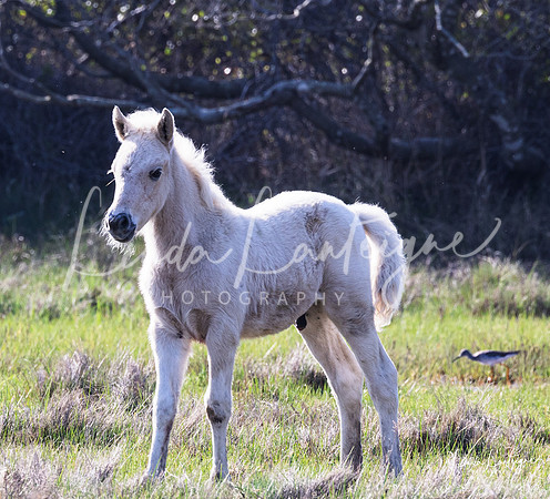 Foal on an adventure,, Assateague Island, Atlantic Ocean