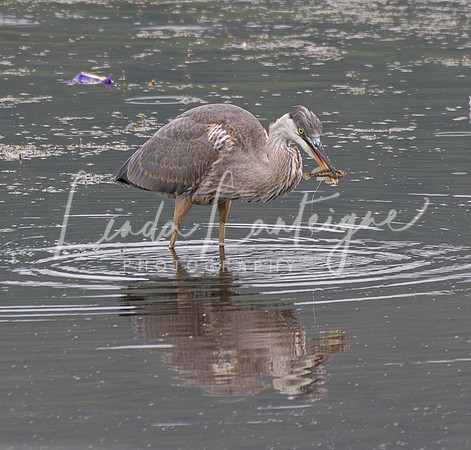Great blue heron, LacAuSaumon, Quebec Canada