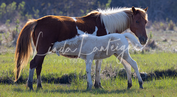 Feeding time for the foal Assateague Island, Atlantic Ocean