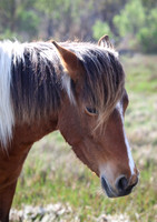 Wild stallion on Assateague Island, Virginia