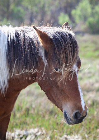 Wild stallion on Assateague Island, Virginia