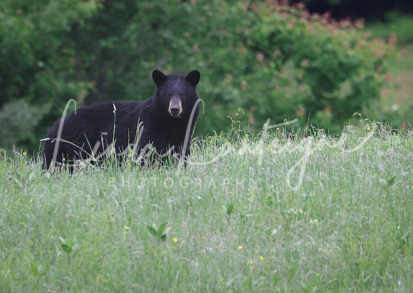 Black bear in NH