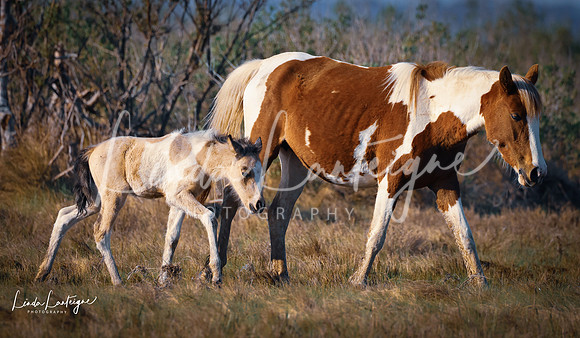 Emerging mare and foal, Assateague Island, Atlantic Ocean