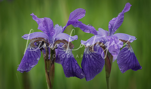 iris twins