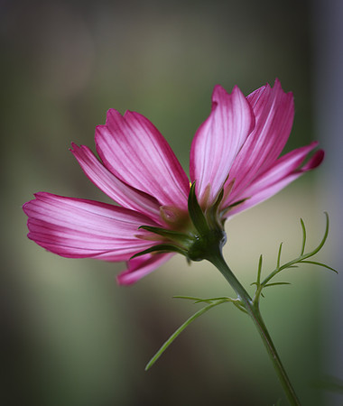 cosmos-pink