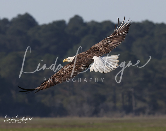Soaring eagle Assateague Island, Atlantic Ocean