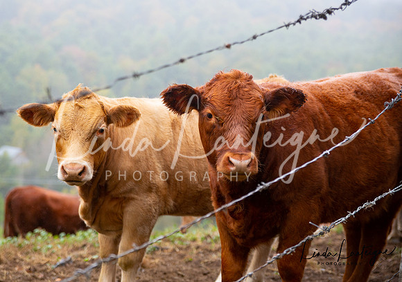 Down on the farm