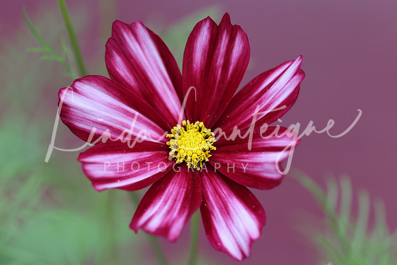 full-on pink cosmos