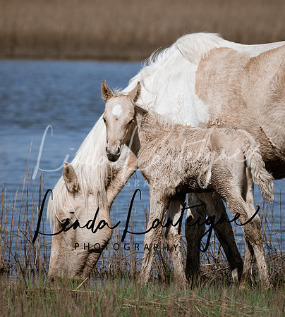 Mare and newborn foal, Assateague Island, Atlantic Ocean