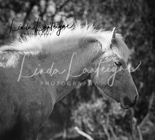 Proud mare, Assateague Island, Atlantic Ocean