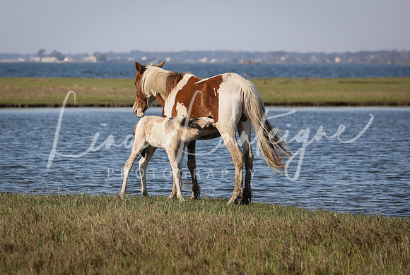 Mare and foal on Assateague Island, Virginia