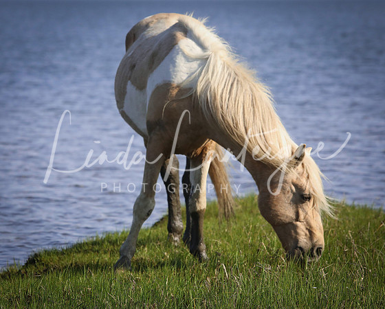 Wild horse on Assateague Island, VA