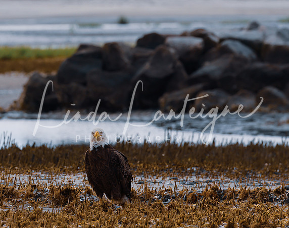 Hangin on Mitchelville Beach in Hilton Head, S.C. with the bald eagle