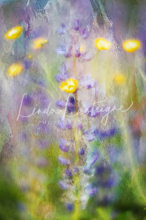 lupine painterly view
