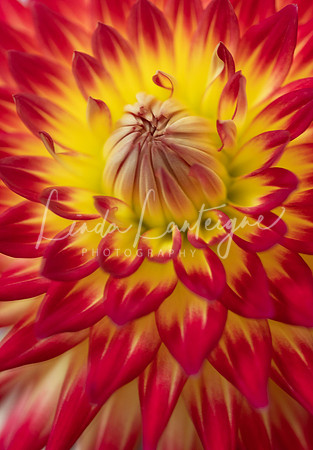 Saudia Comanche dahlia