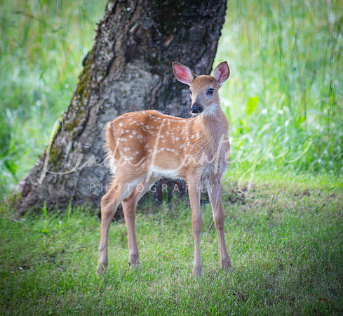 Fawn in West Fairlee, VT