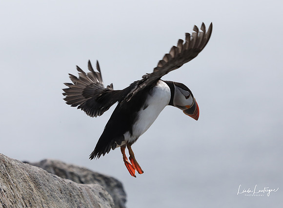 puffin flying.2