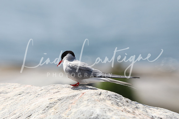 Artic tern, Machais Seal Island, Bay of Fundy