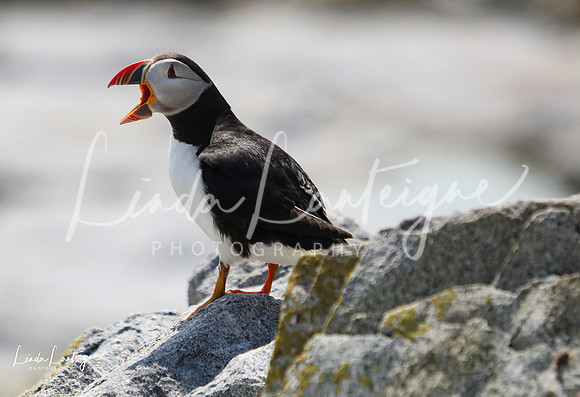 Puffin calling. Machais Seal Island, Bay of Fundy