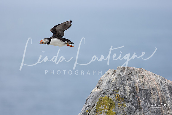 Puffin in flight. Machais Seal Island, Bay of Fundy