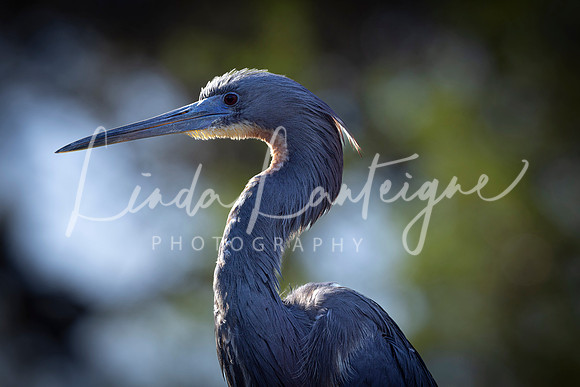 Blue heron at sunset