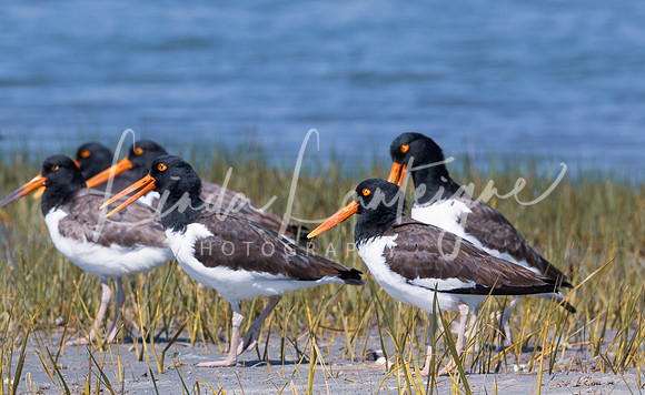 Oyster catchers on Assateague Island, Virginia