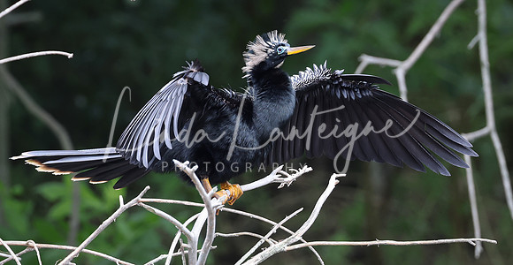 Anhinga, male. North Carolina