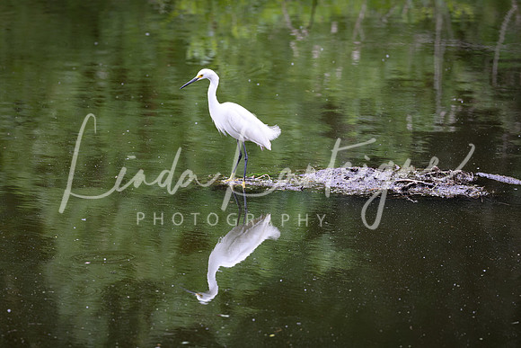 Egret reflection. South Carolina