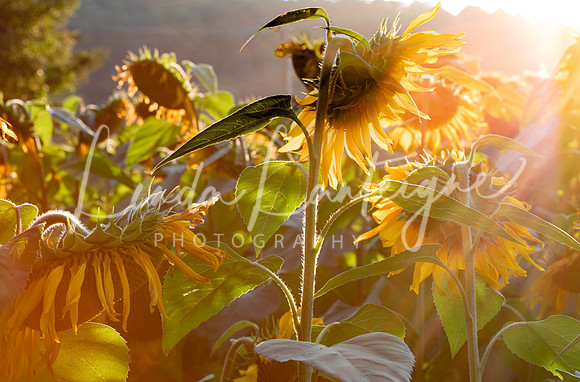 Sunflower field at sunset. Glover, VT
