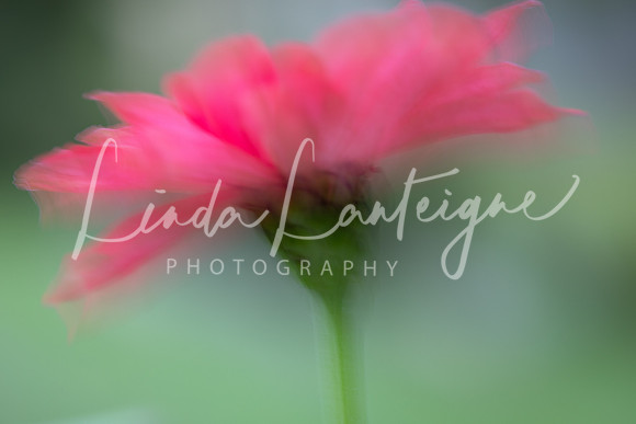 Hot pink zinnia