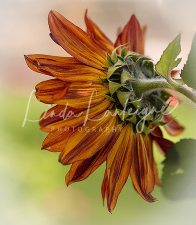 orange sunflower