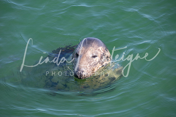Harbor seal, Chatham, MA fish pier