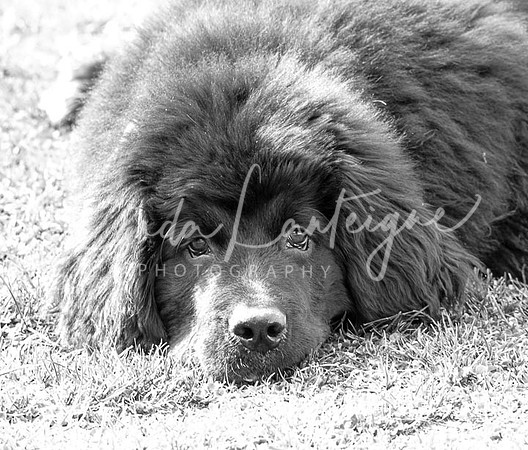 Lixi the Newfoundland