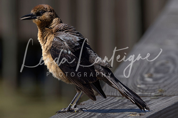 great tailed grackle