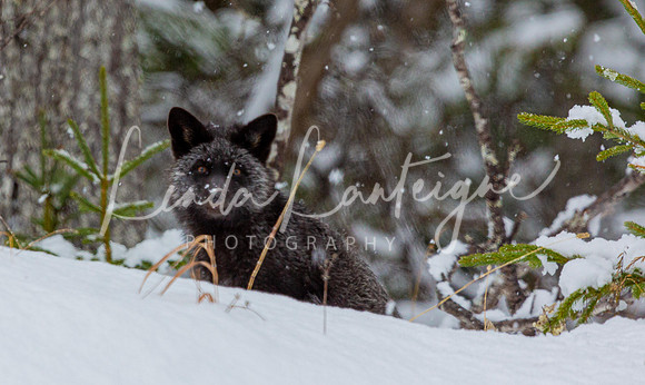 Silver fox on Anticosti Island