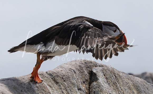 Puffin Grand Manan, NB