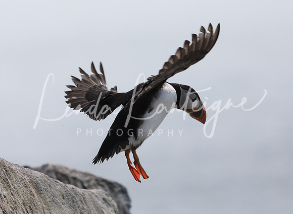 Puffin Grand Manan, NB