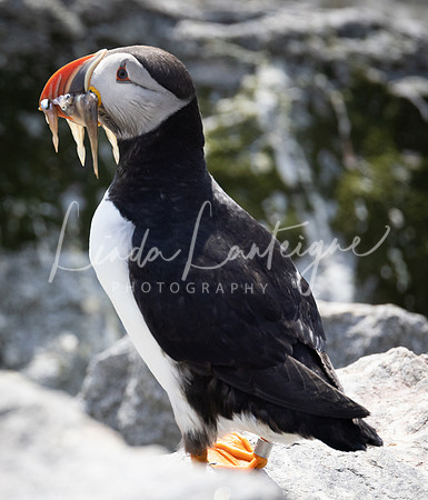 Puffin Grand Manan, NB