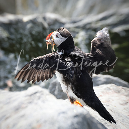 Puffin Grand Manan, NB