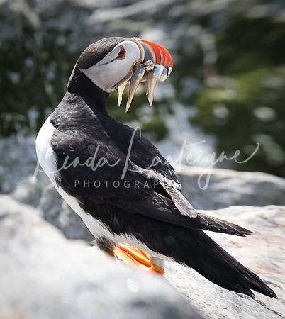Puffin Grand Manan, NB
