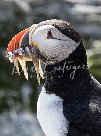 Puffin Grand Manan, NB