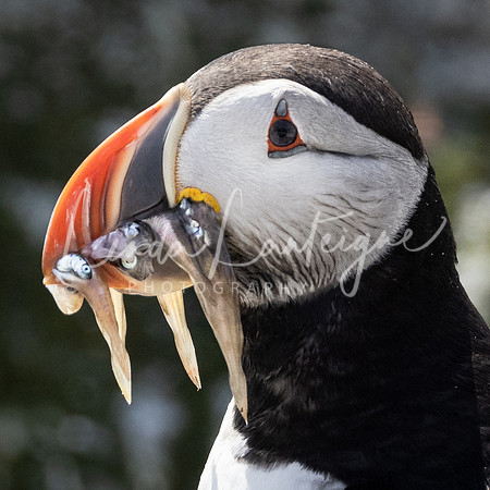 Puffin Grand Manan, NB